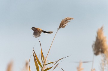_DSC6610