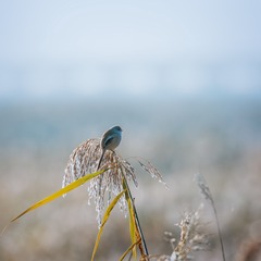 _DSC1053