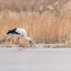 _DSC0223