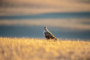 _DSC6231