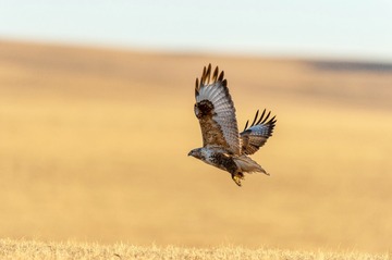 _DSC6185-01