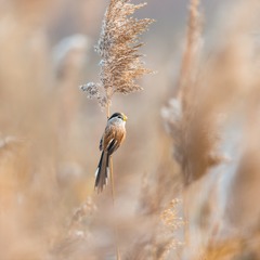 _DSC6402