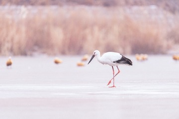_DSC0495