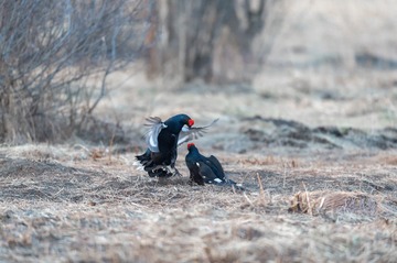 _DSC4253