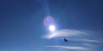 1000083162