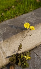 _DSC3065syx.jpg