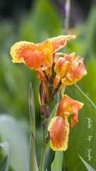 _DSC9935syx.jpg