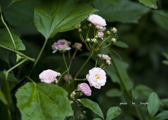_DSC9941syx.jpg
