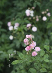 _DSC9947syx.jpg