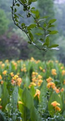 _DSC9959syx.jpg