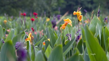 _DSC9964syx.jpg