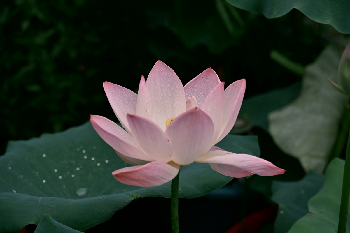 粉荷凝清露,幽立碧叶间。