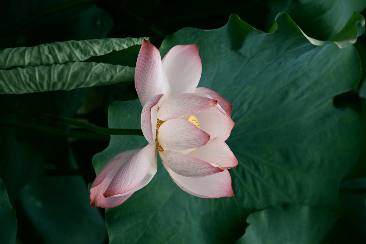 粉瓣凝细纹,翠叶衬清荷。