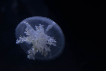 2160633