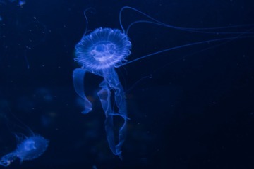 2160631