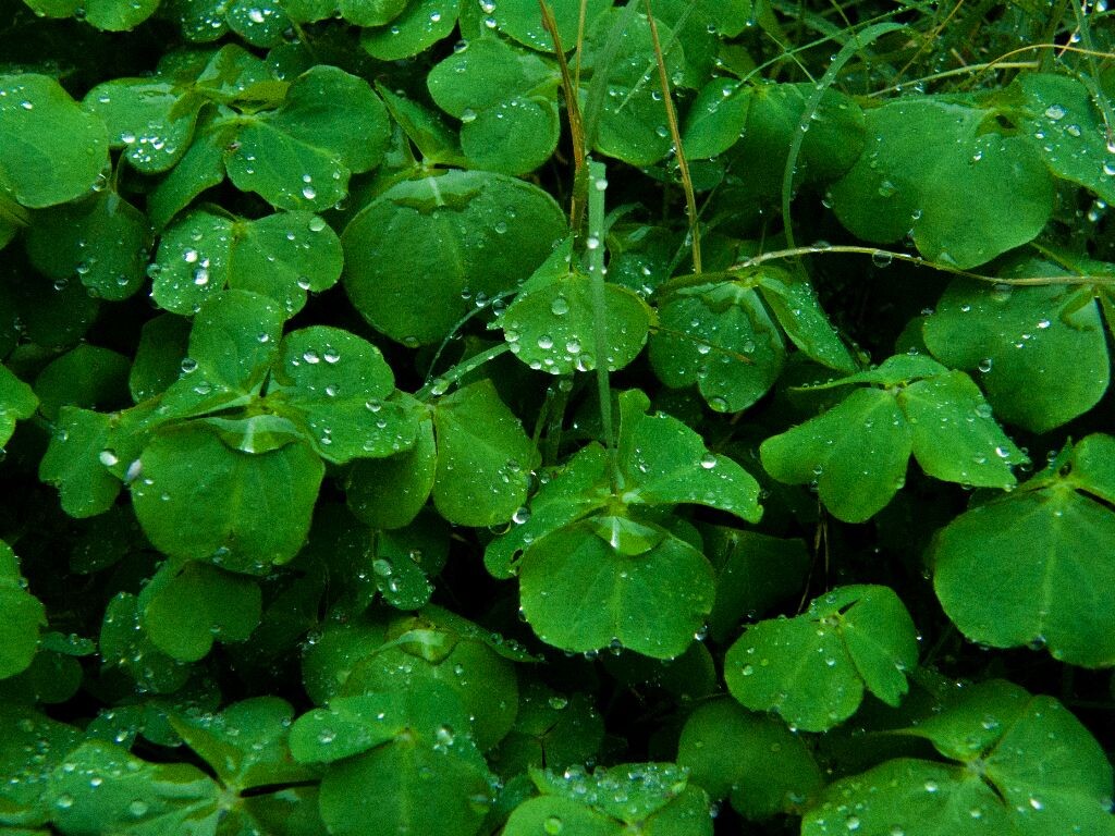 草草<br />
雨后小草