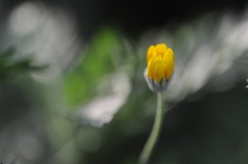 油画花
