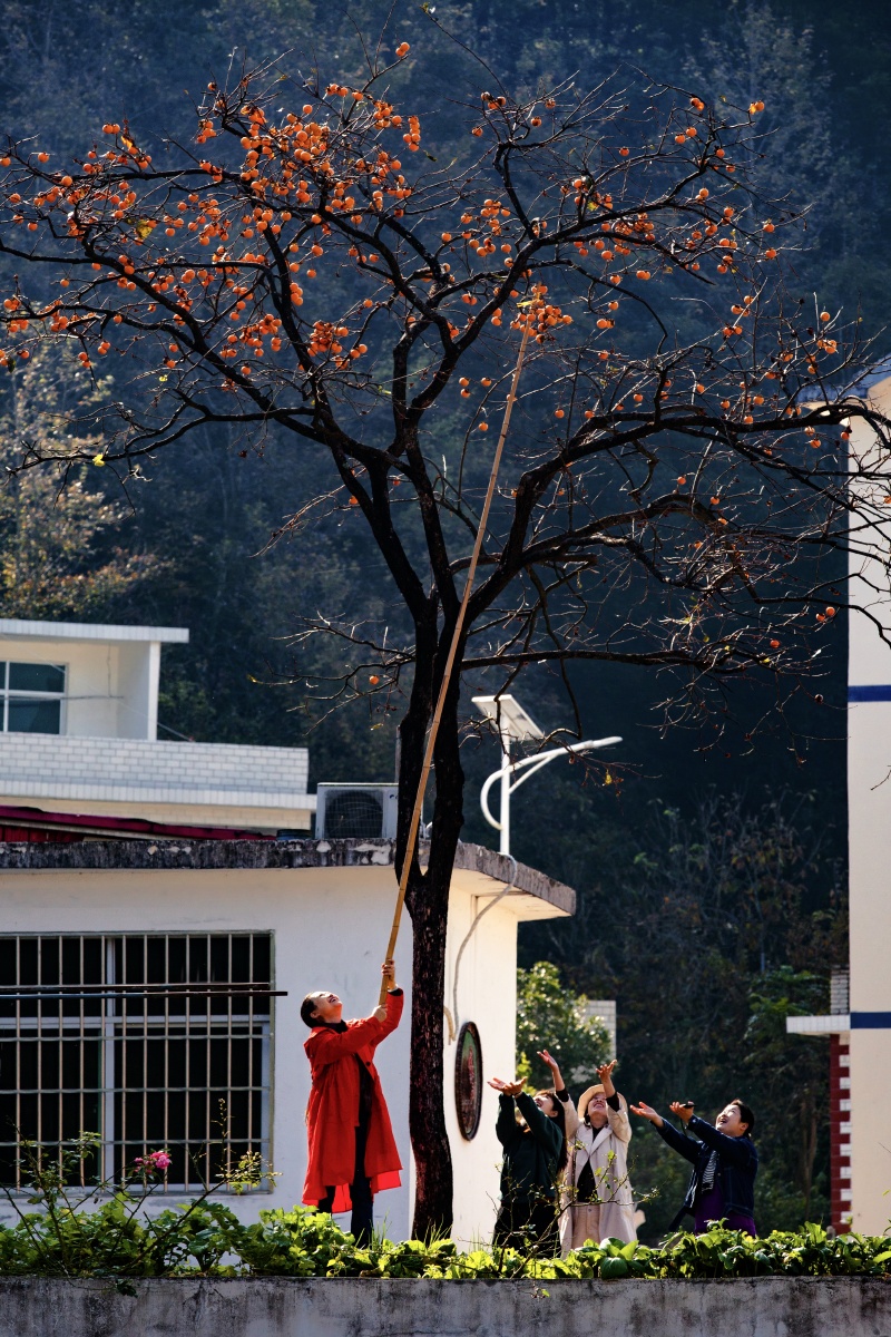 打柿子上周湖北罗田河西畈村几名游客兴致勃勃地打柿子在明媚的阳光下