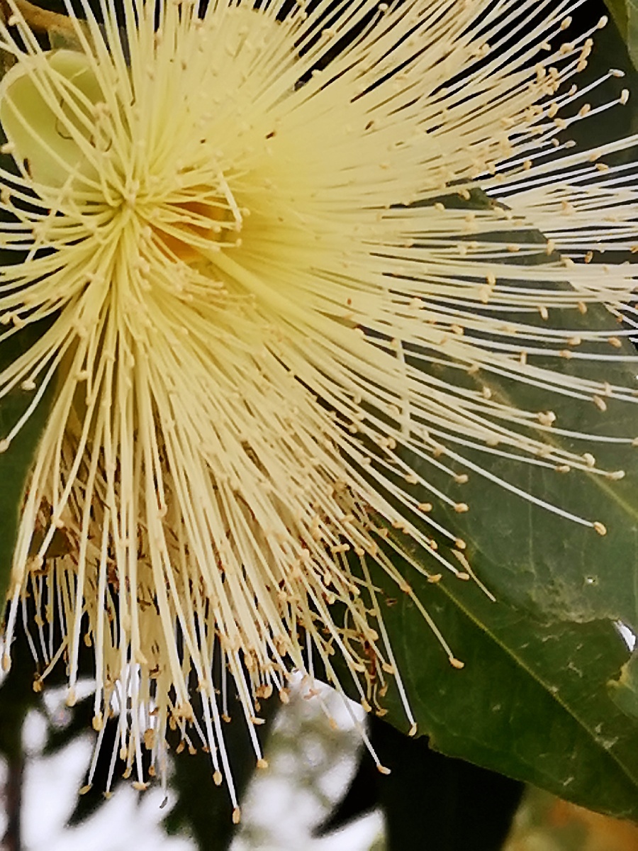 水葡萄树手机拍摄