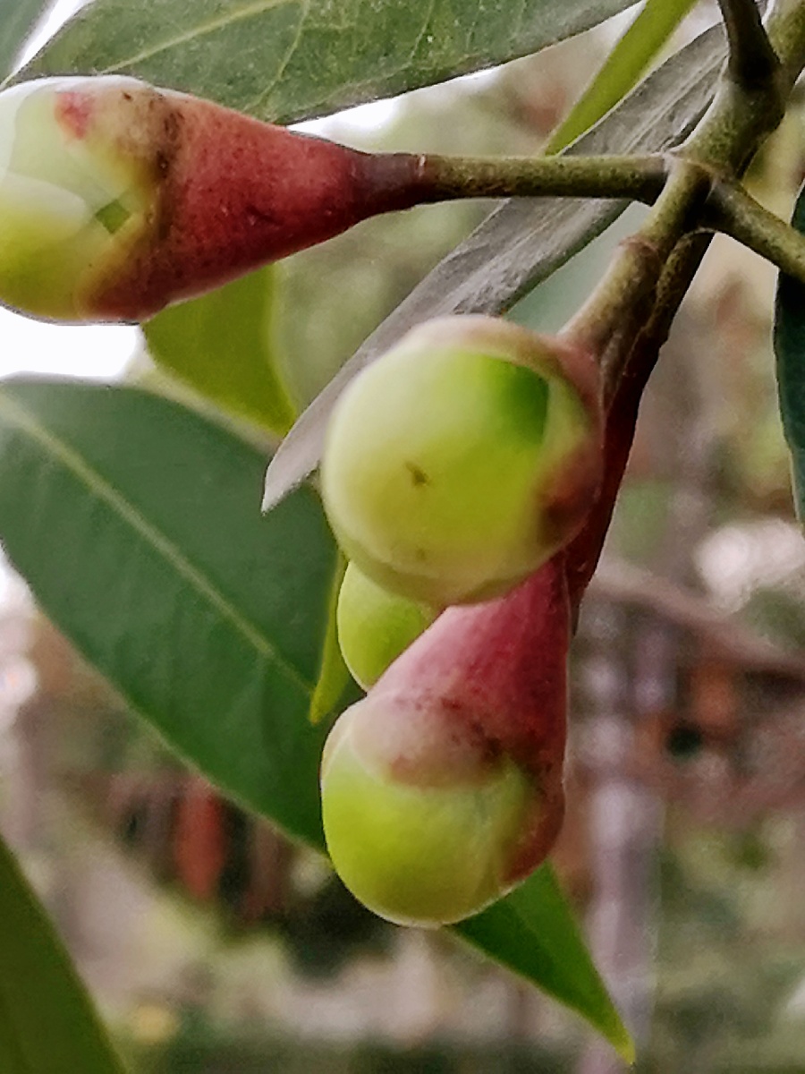 水葡萄树手机拍摄