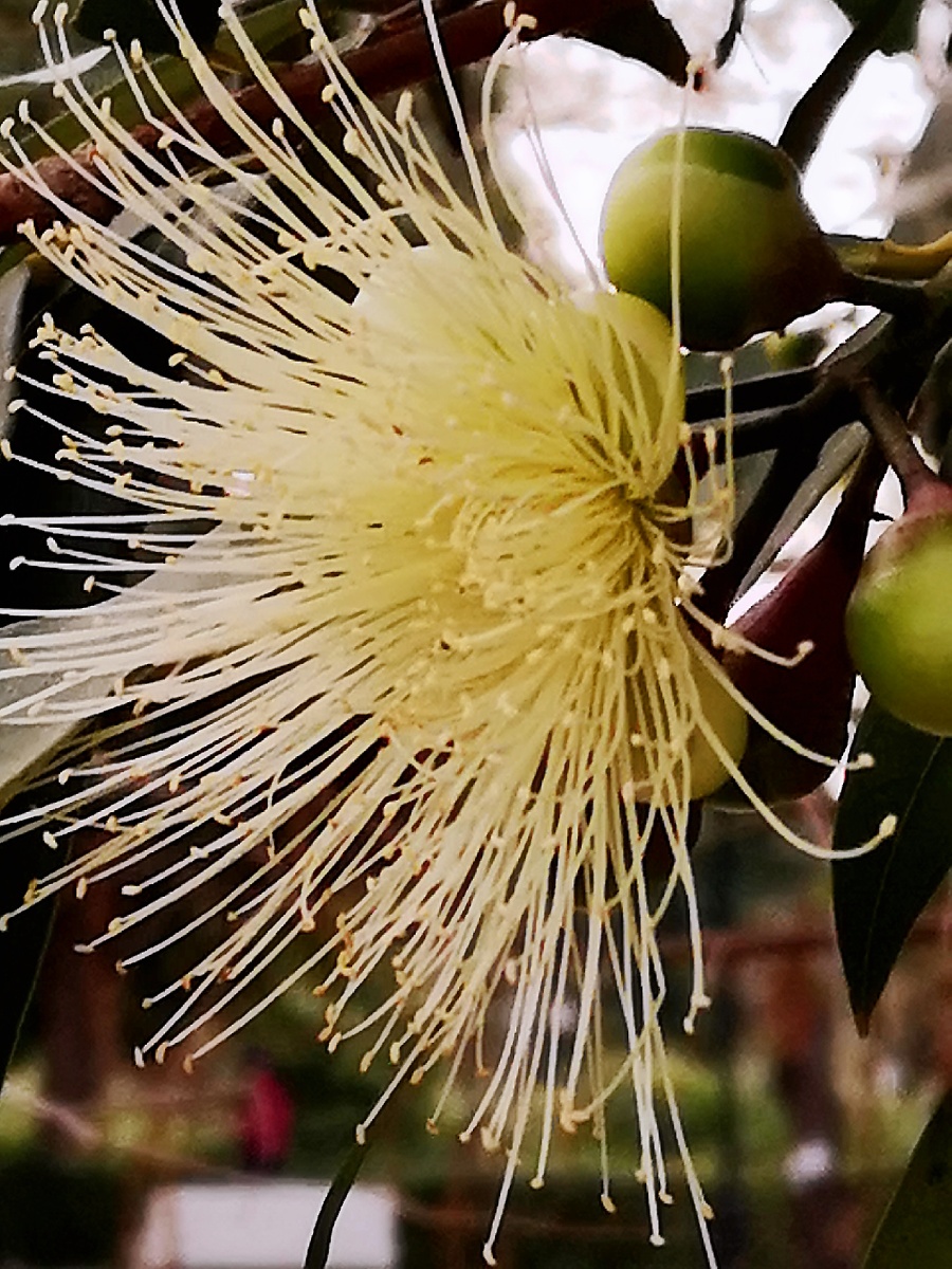 水葡萄树手机拍摄