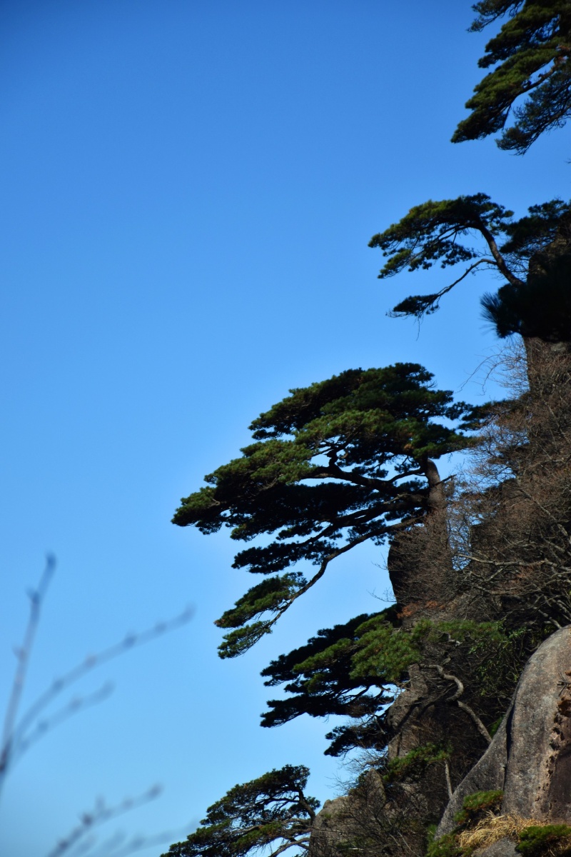 黄山松 - 阿洪随拍 - 图虫网 - 优质摄影师交流社区