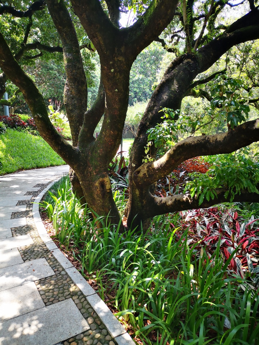 手机摄影:梅林公园