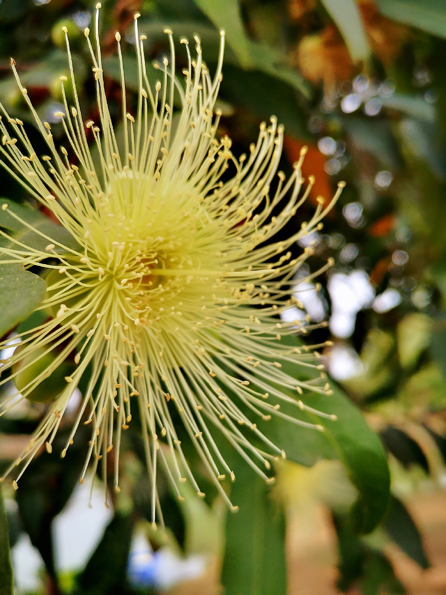水葡萄树手机拍摄