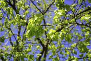 DSCF1033.JPG
