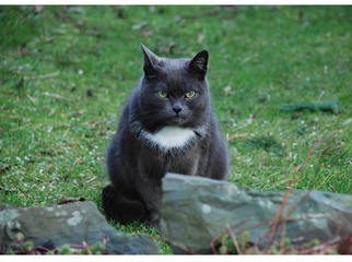 BB 外静坐的猫