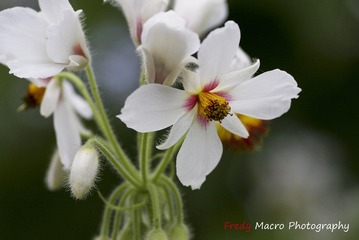 白花