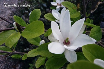 蓝调，玉兰花
