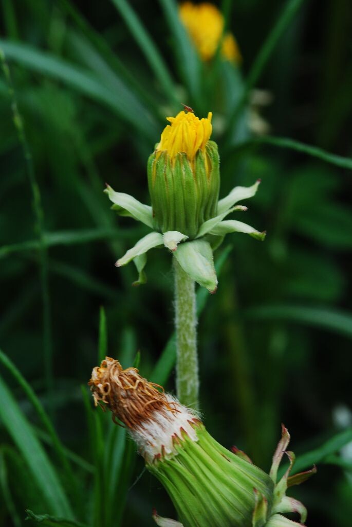 雾灵山野生花卉<br />
此花摄于河北省兴隆县雾灵山，海拔1800M左右的莲花池地区，2012年6月