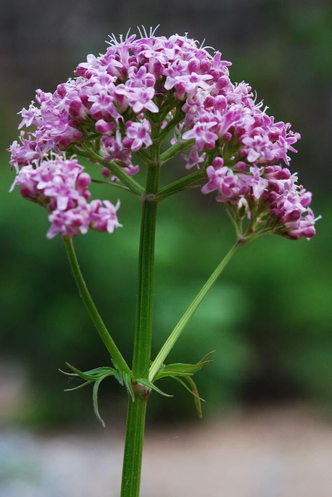 雾灵山野生植物<br />
2012年6月摄于雾灵山莲花池，请问有关专家此植物名称。下图是它的叶片。