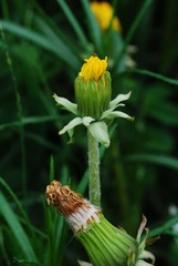 DSC_0005.JPG