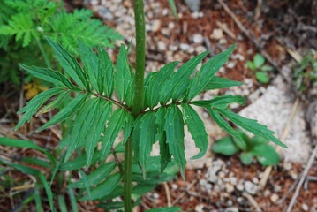 DSC_0039.JPG