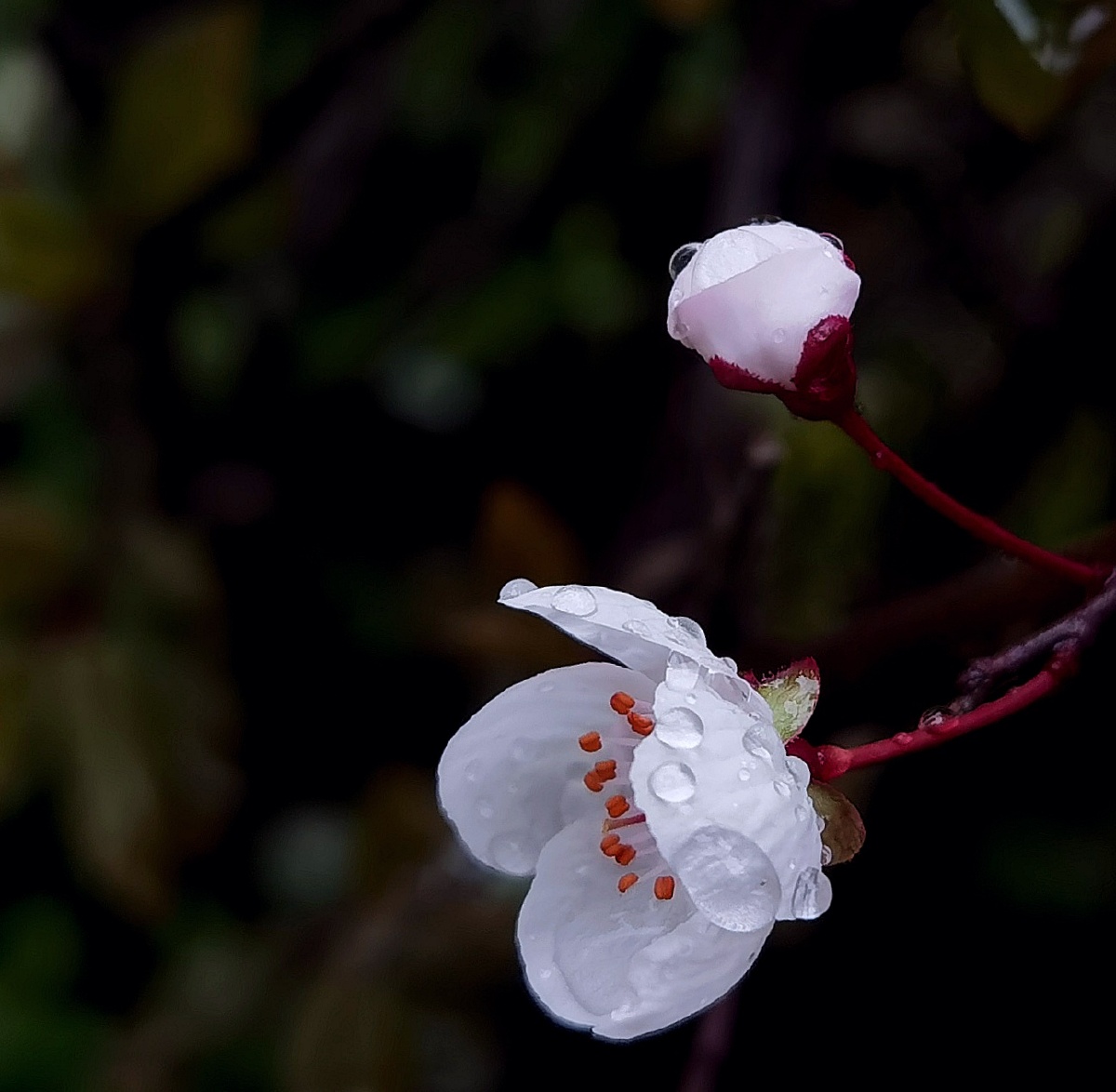 清明时节雨纷纷落在花瓣上的雨滴更多了一分灵性