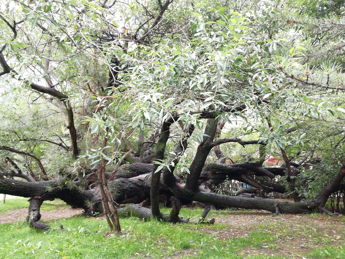 百年老柳树