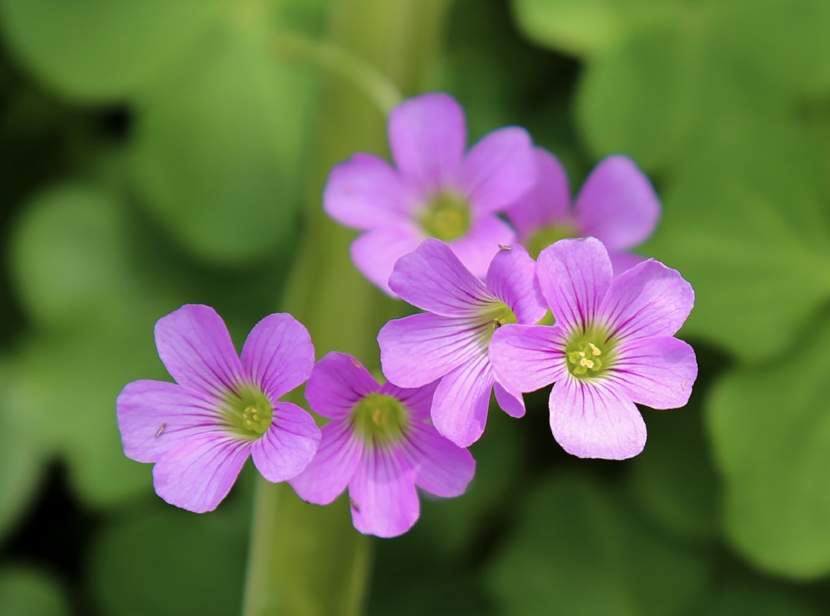 寺庙里的红花酢浆草