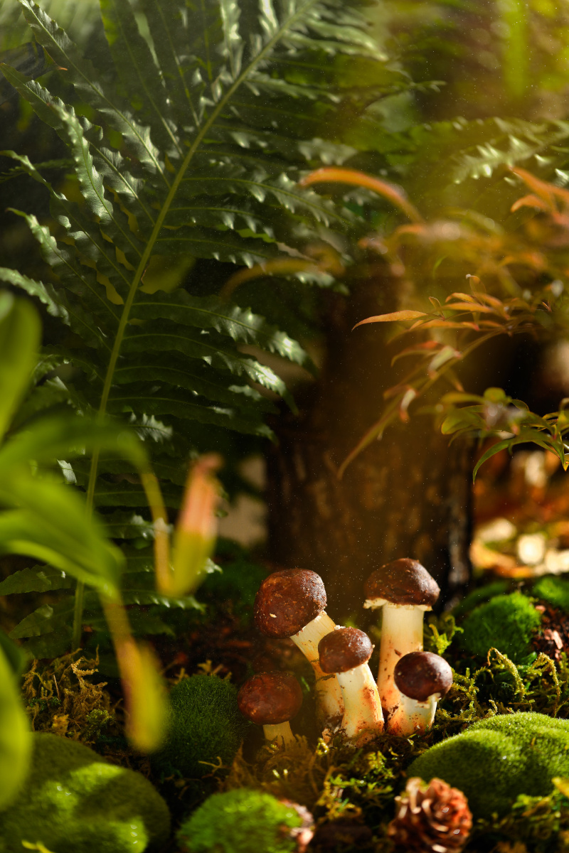 雨后初晴一起去森林采蘑菇吧