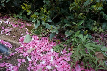 DSC00853.JPG