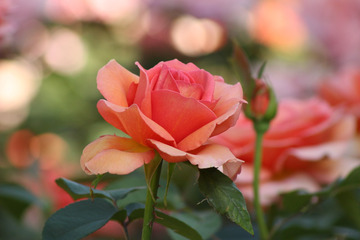 https://cdn6-banquan.ituchong.com/weili/l/200645831162069011.jpg
