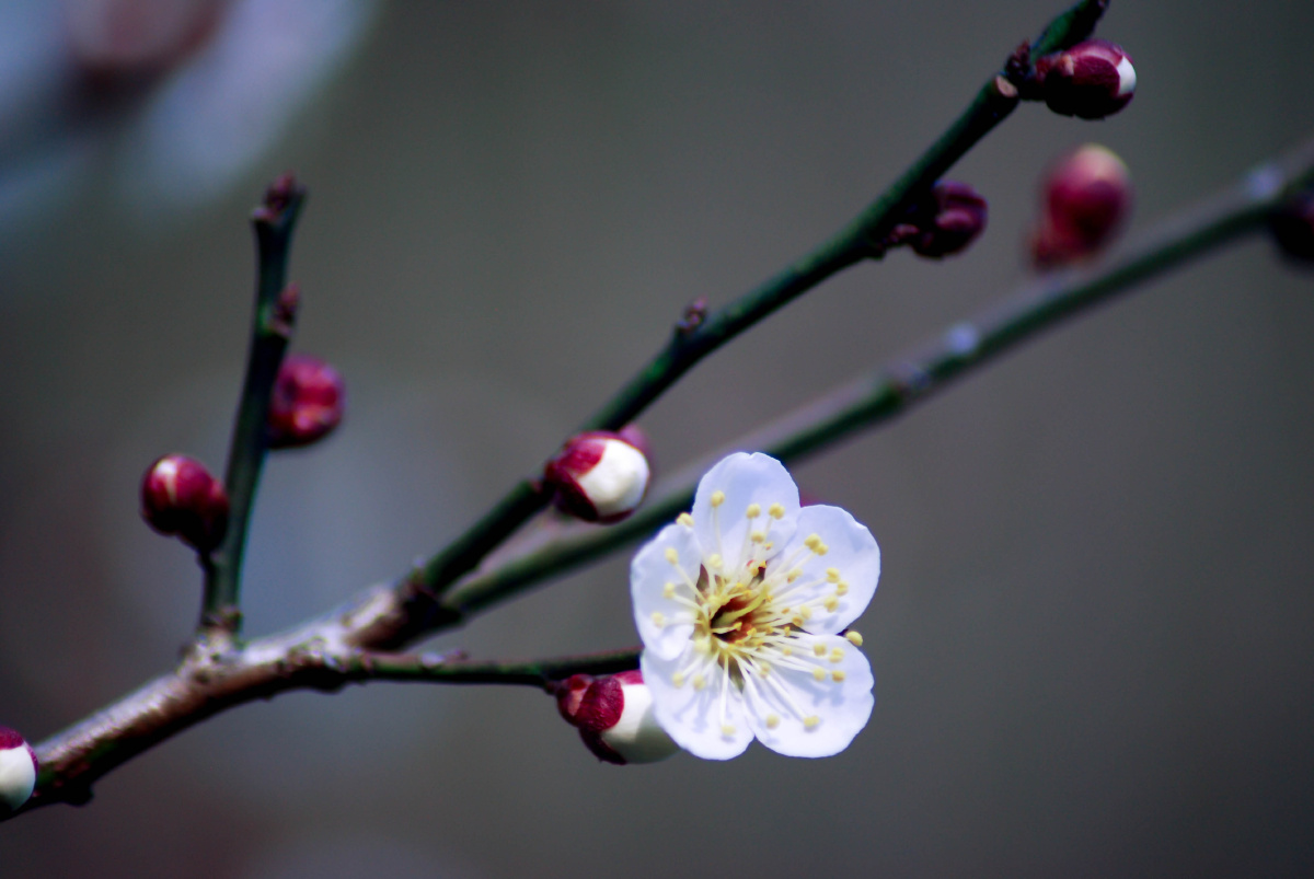 蛇年梅花三两枝2