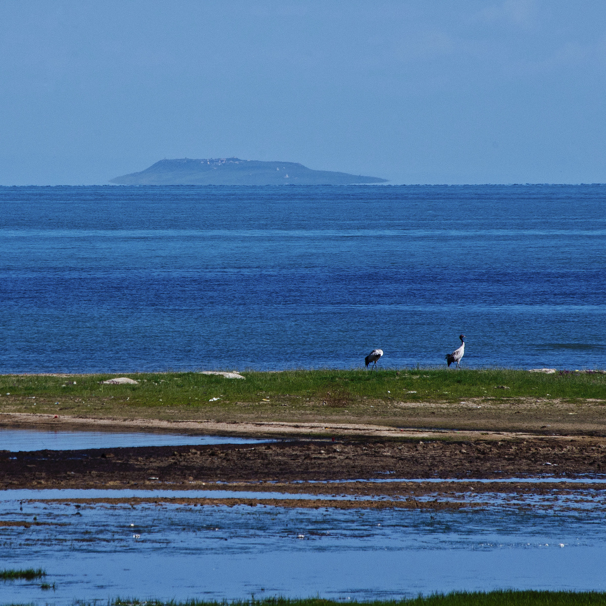 远处的海心岛隐约可见岛上的寺庙,中间的黑颈鹤,包绕一切的湖水 发布