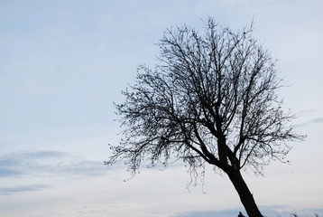 199203752942764034