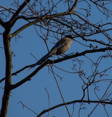 IMGP1311.jpg