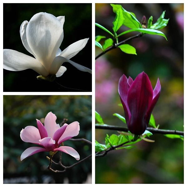 玉兰花