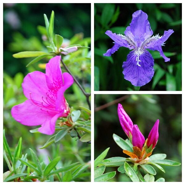 杜鹃花