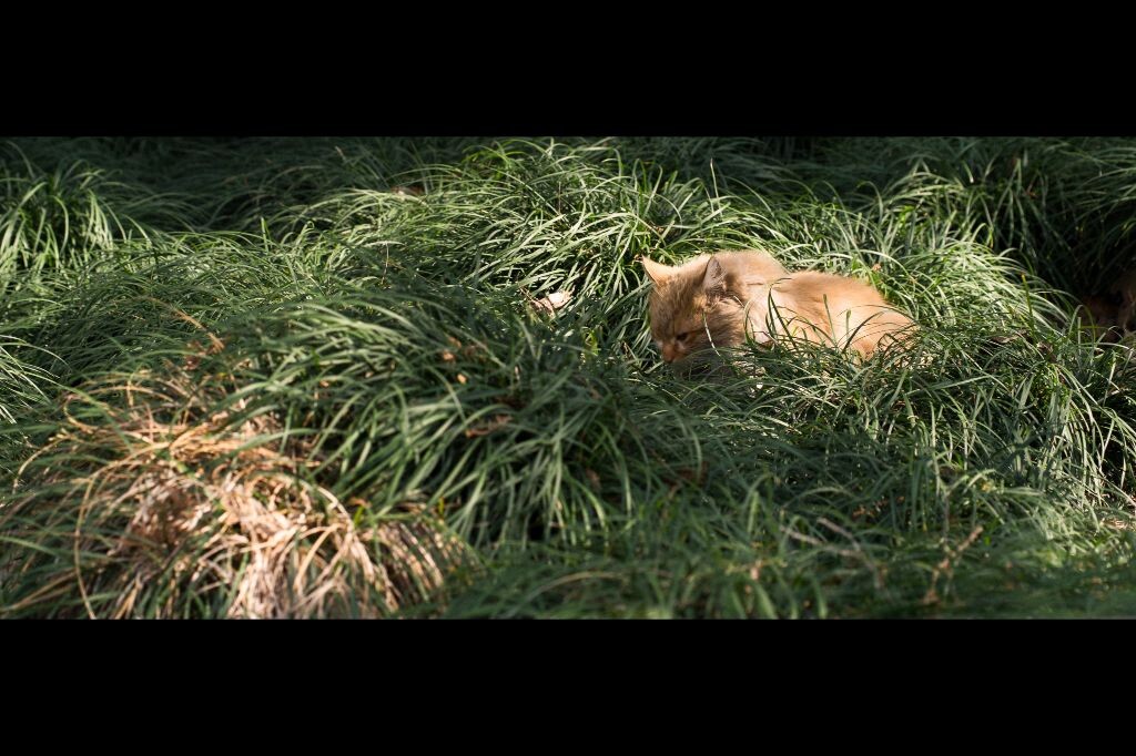 猫<br />
