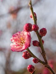 20130128-_1280397.jpg